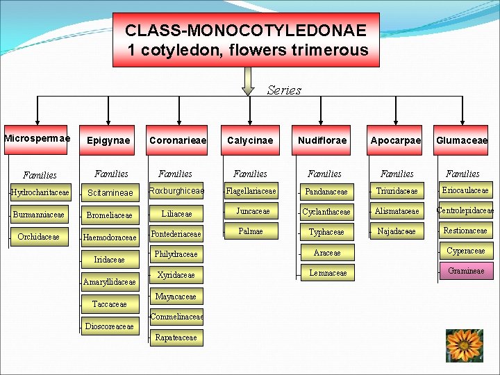 CLASS-MONOCOTYLEDONAE 1 cotyledon, flowers trimerous Series Microspermae Epigynae Coronarieae Calycinae Nudiflorae Apocarpae Glumaceae Families