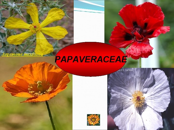 Argemone mexicana PAPAVERACEAE 