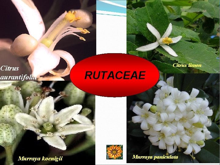 Citrus aurantifolia Murraya koenigii Citrus limon RUTACEAE Murraya paniculata 