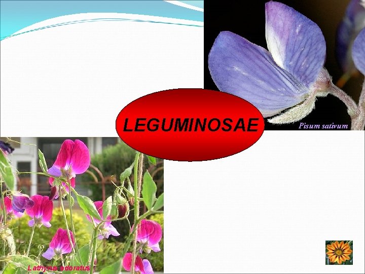 LEGUMINOSAE Lathyrus odoratus Pisum sativum 
