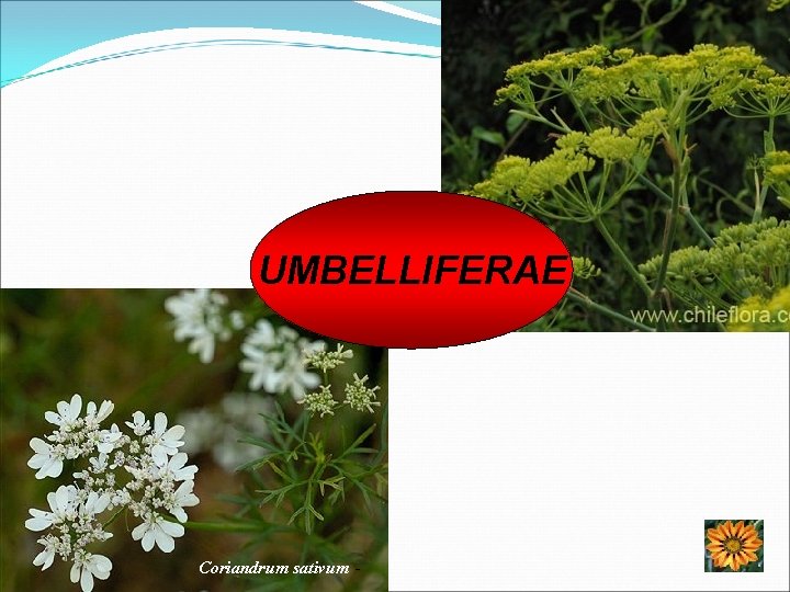 UMBELLIFERAE Coriandrum sativum - 