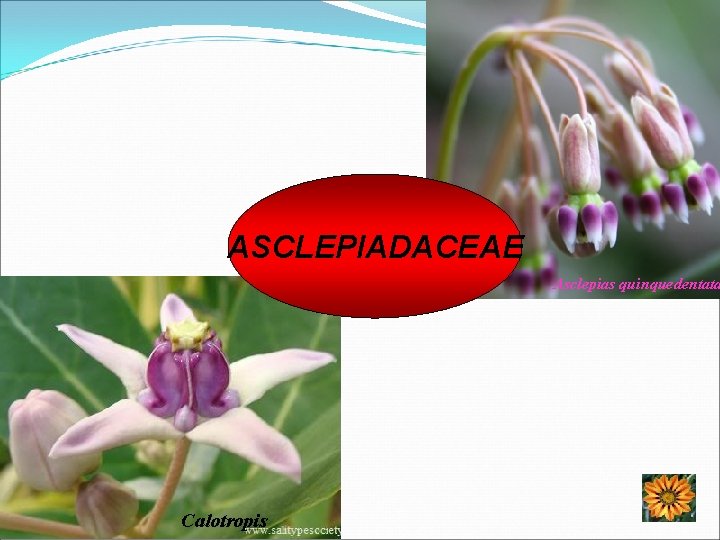 ASCLEPIADACEAE Asclepias quinquedentata Calotropis 