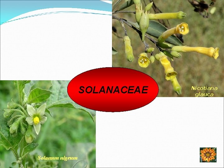 SOLANACEAE Solanum nigrum Nicotiana glauca 