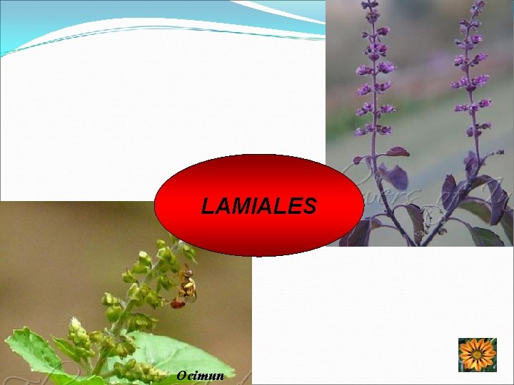 LAMIALES Ocimun 