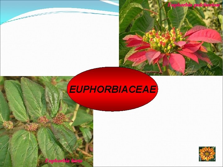 Euphorbia pulcherime EUPHORBIACEAE Euphorbia hirta 