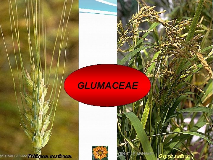 GLUMACEAE Triticum aestivum Oryza sativa 