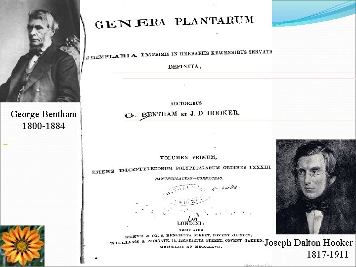 George Bentham 1800 -1884 Joseph Dalton Hooker 1817 -1911 