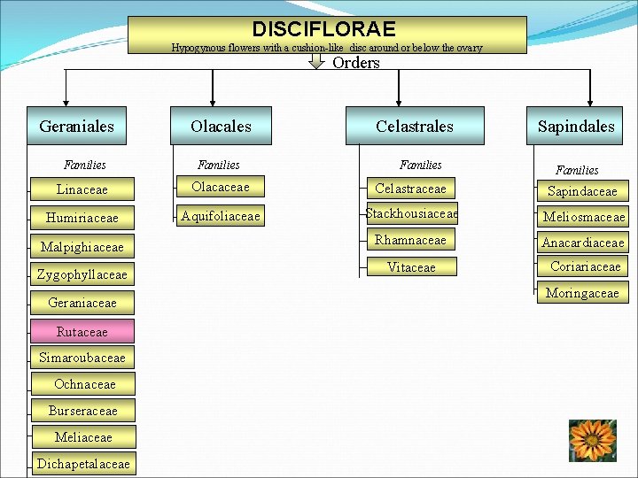 DISCIFLORAE Hypogynous flowers with a cushion-like disc around or below the ovary Orders Geraniales