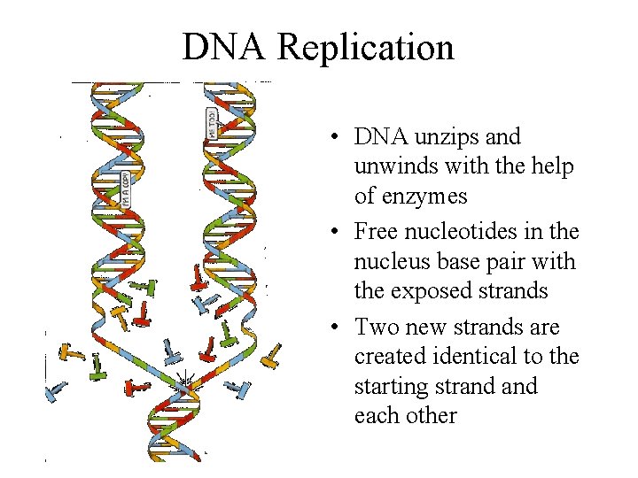 DNA Replication • DNA unzips and unwinds with the help of enzymes • Free