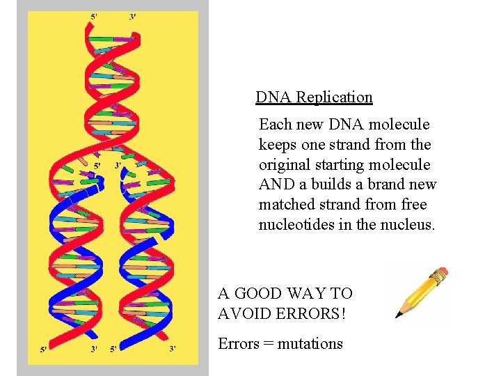 DNA Replication Each new DNA molecule keeps one strand from the original starting molecule