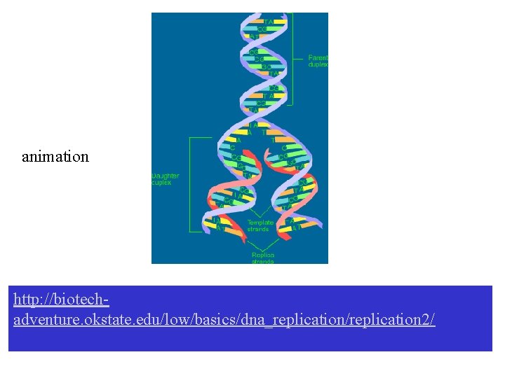 animation http: //biotechadventure. okstate. edu/low/basics/dna_replication/replication 2/ 