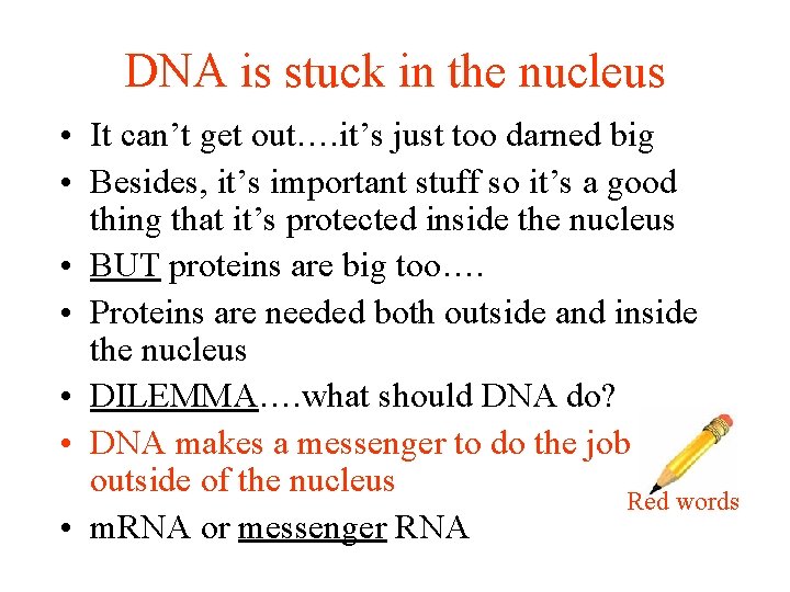 DNA is stuck in the nucleus • It can’t get out…. it’s just too