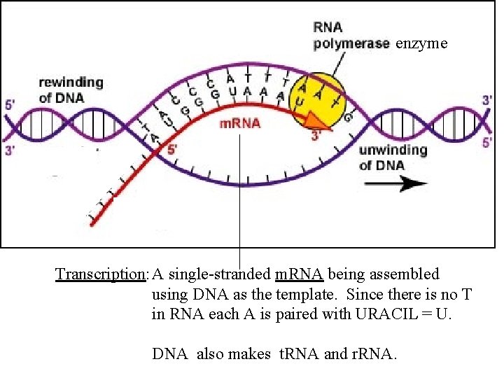 enzyme x m m Transcription: A single-stranded m. RNA being assembled using DNA as