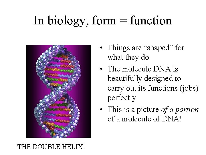 In biology, form = function • Things are “shaped” for what they do. •