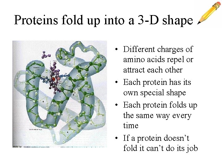 Proteins fold up into a 3 -D shape • Different charges of amino acids