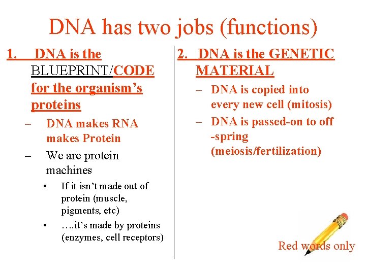 DNA has two jobs (functions) 1. DNA is the BLUEPRINT/CODE for the organism’s proteins