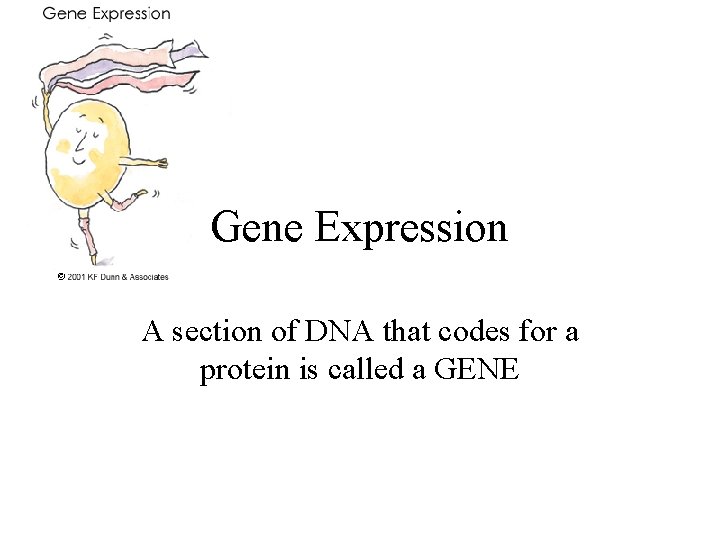 Gene Expression A section of DNA that codes for a protein is called a