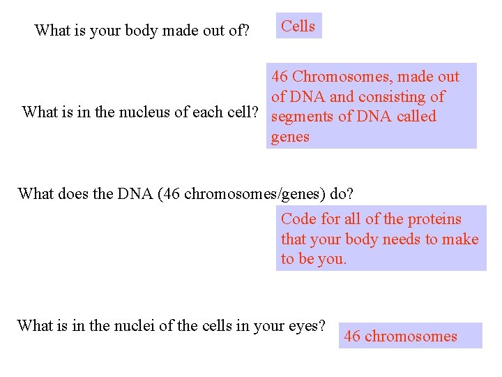 What is your body made out of? Cells 46 Chromosomes, made out of DNA