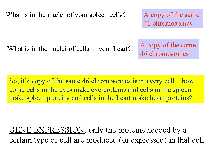 What is in the nuclei of your spleen cells? What is in the nuclei