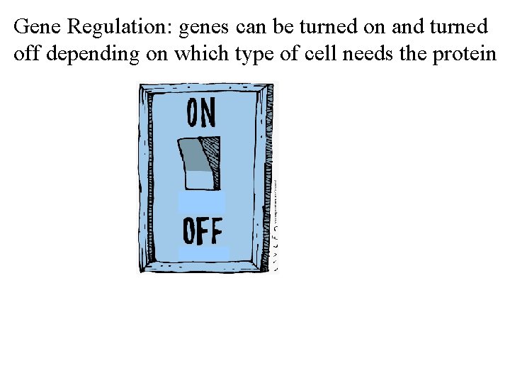 Gene Regulation: genes can be turned on and turned off depending on which type