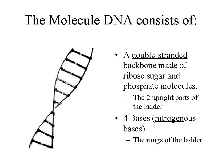 The Molecule DNA consists of: • A double-stranded backbone made of ribose sugar and