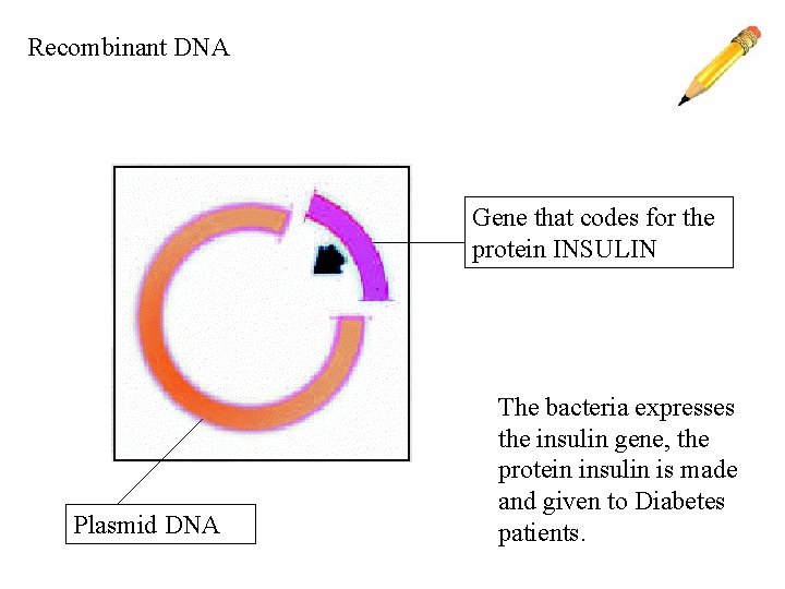 Recombinant DNA Gene that codes for the protein INSULIN Plasmid DNA The bacteria expresses