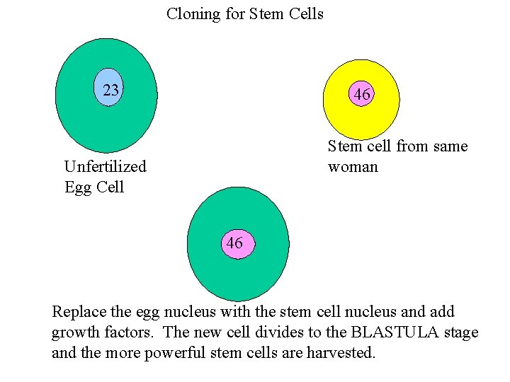 Cloning for Stem Cells 23 46 Stem cell from same woman Unfertilized Egg Cell