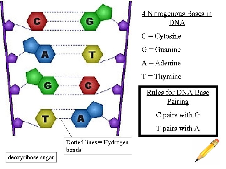 4 Nitrogenous Bases in DNA C = Cytosine G = Guanine A = Adenine