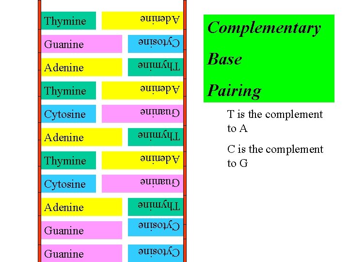 Thymine Adenine Guanine Cytosine Adenine Complementary Thymine Base Thymine Adenine Pairing Cytosine Guanine Adenine