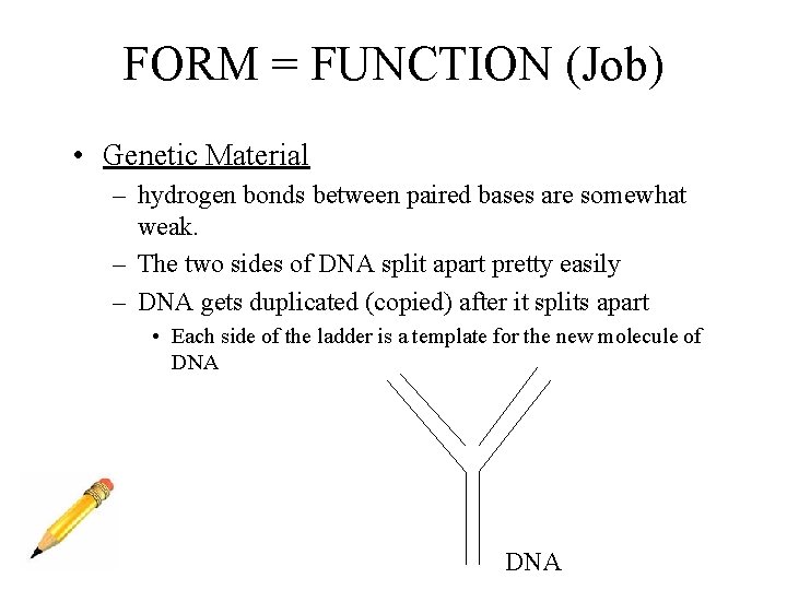 FORM = FUNCTION (Job) • Genetic Material – hydrogen bonds between paired bases are