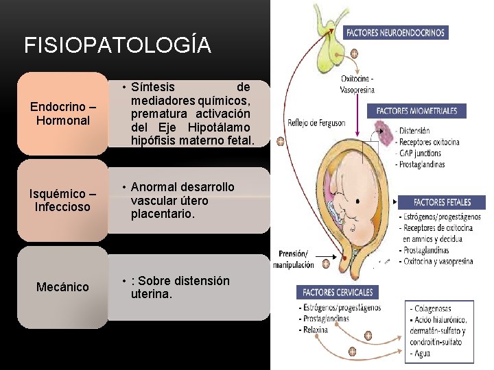 FISIOPATOLOGÍA Endocrino – Hormonal • Síntesis de mediadores químicos, prematura activación del Eje Hipotálamo