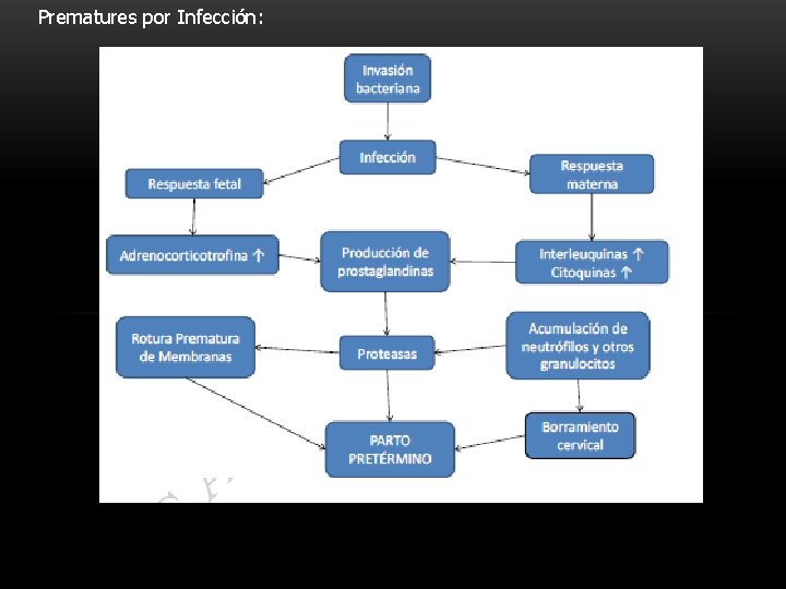Prematures por Infección: 