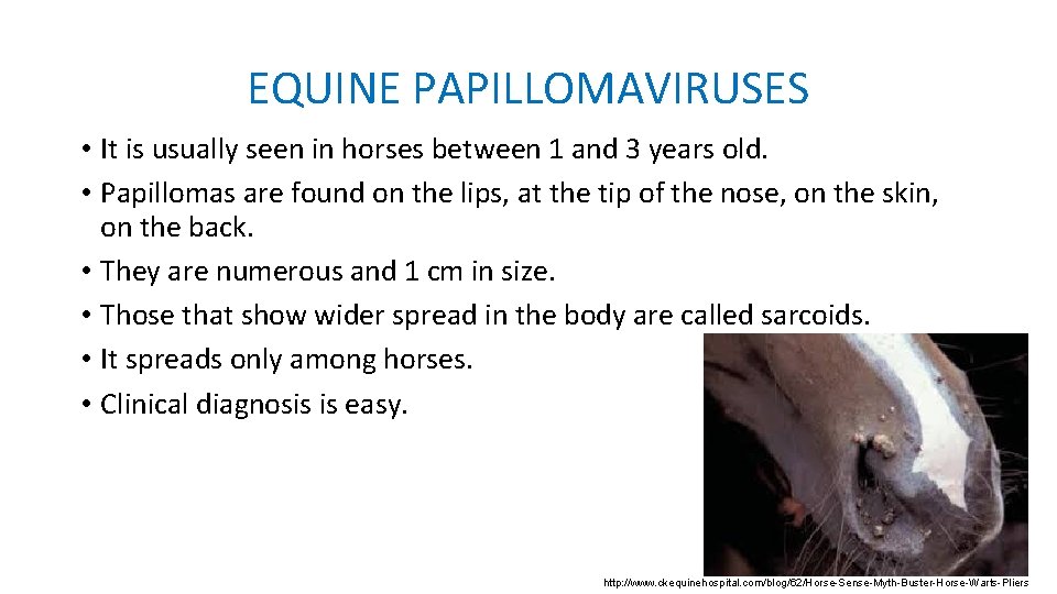 EQUINE PAPILLOMAVIRUSES • It is usually seen in horses between 1 and 3 years