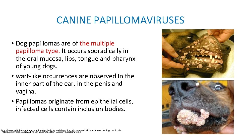 CANINE PAPILLOMAVIRUSES • Dog papillomas are of the multiple papilloma type. It occurs sporadically