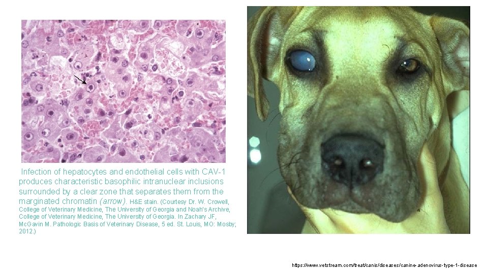  Infection of hepatocytes and endothelial cells with CAV-1 produces characteristic basophilic intranuclear inclusions