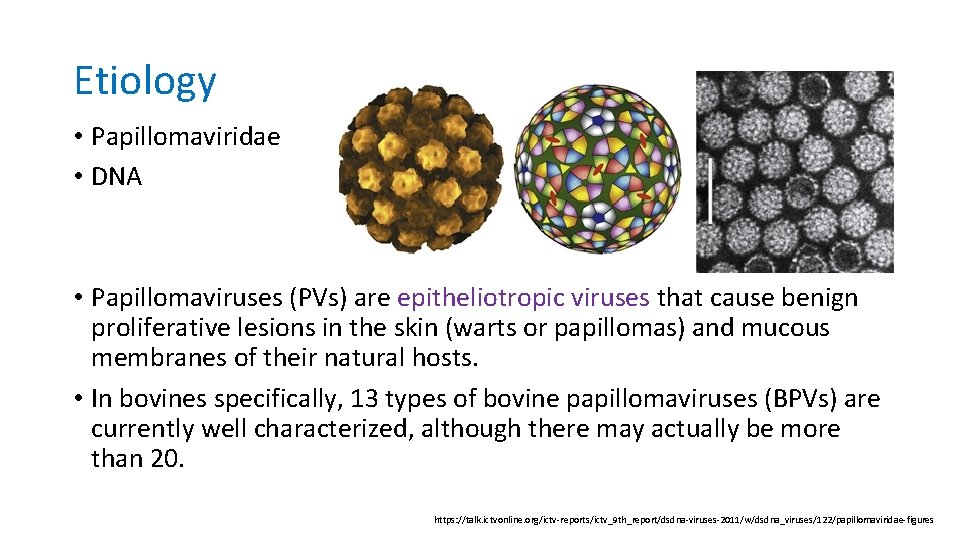 Etiology • Papillomaviridae • DNA • Papillomaviruses (PVs) are epitheliotropic viruses that cause benign