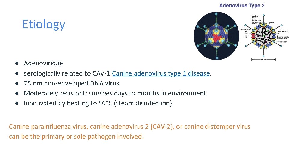 Etiology ● ● ● Adenoviridae serologically related to CAV-1 Canine adenovirus type 1 disease.