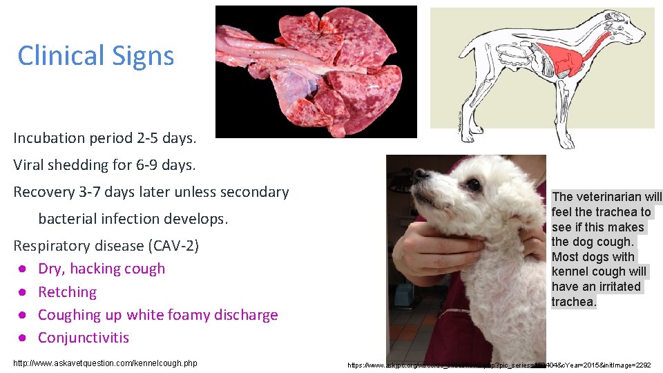 Clinical Signs Incubation period 2 -5 days. Viral shedding for 6 -9 days. Recovery