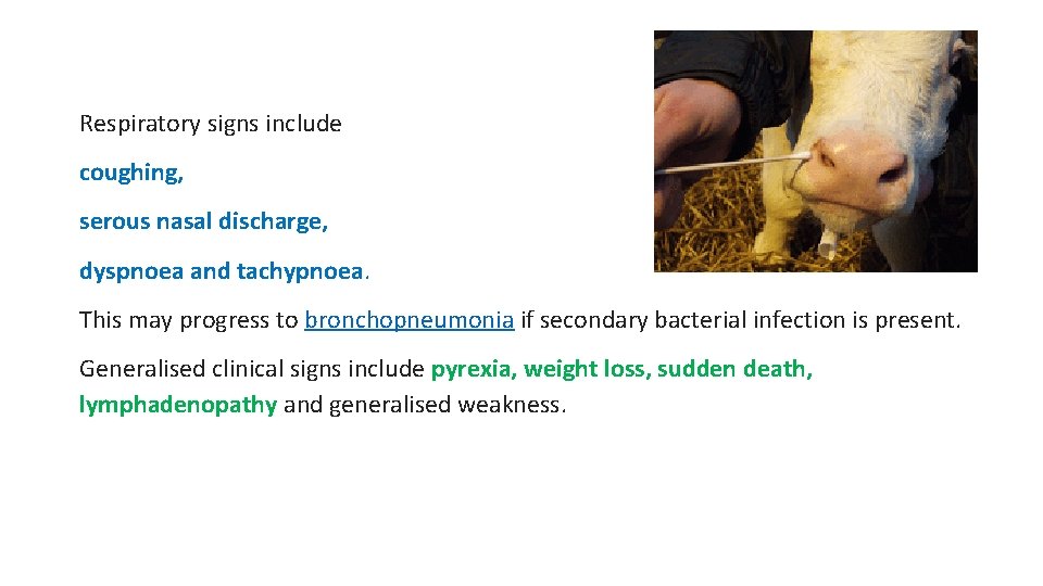 Respiratory signs include coughing, serous nasal discharge, dyspnoea and tachypnoea. This may progress to