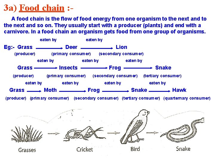 3 a) Food chain : A food chain is the flow of food energy