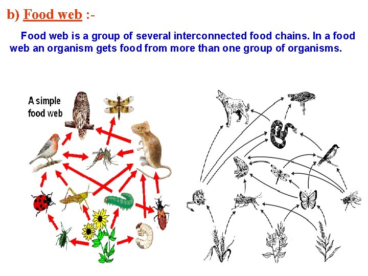 b) Food web : Food web is a group of several interconnected food chains.