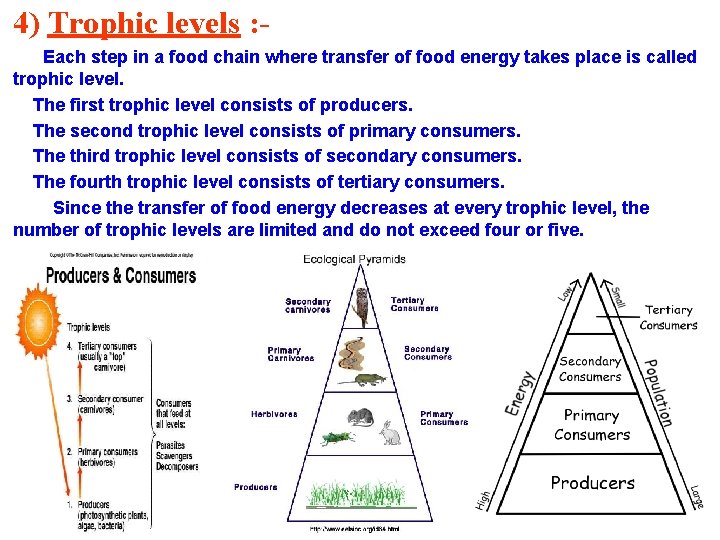 4) Trophic levels : Each step in a food chain where transfer of food