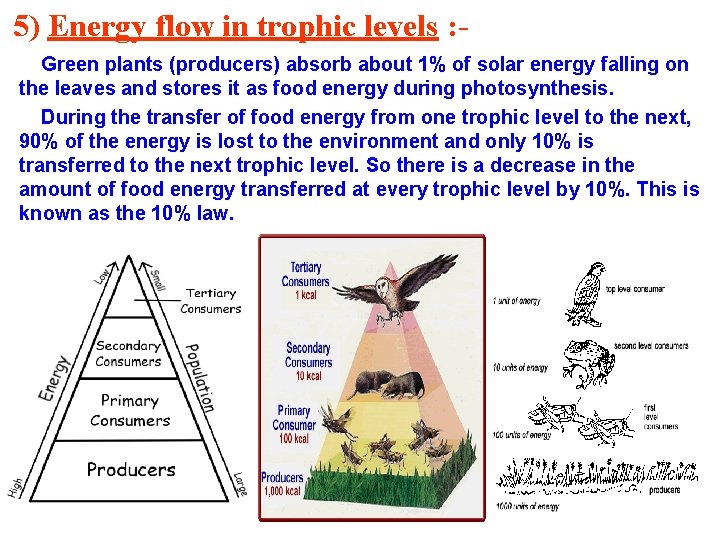 5) Energy flow in trophic levels : Green plants (producers) absorb about 1% of