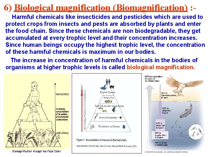 6) Biological magnification (Biomagnification) : Harmful chemicals like insecticides and pesticides which are used