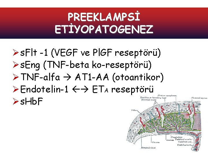 PREEKLAMPSİ ETİYOPATOGENEZ Ø s. Flt -1 (VEGF ve Pl. GF reseptörü) Ø s. Eng