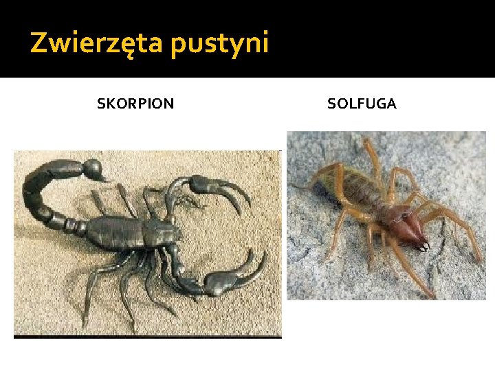 Zwierzęta pustyni SKORPION SOLFUGA 