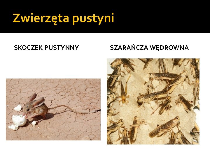 Zwierzęta pustyni SKOCZEK PUSTYNNY SZARAŃCZA WĘDROWNA 