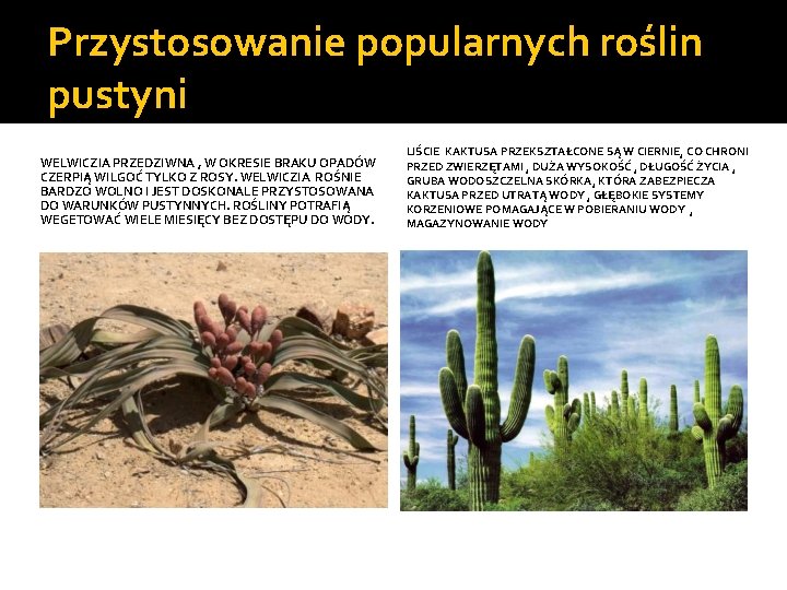 Przystosowanie popularnych roślin pustyni WELWICZIA PRZEDZIWNA , W OKRESIE BRAKU OPADÓW CZERPIĄ WILGOĆ TYLKO