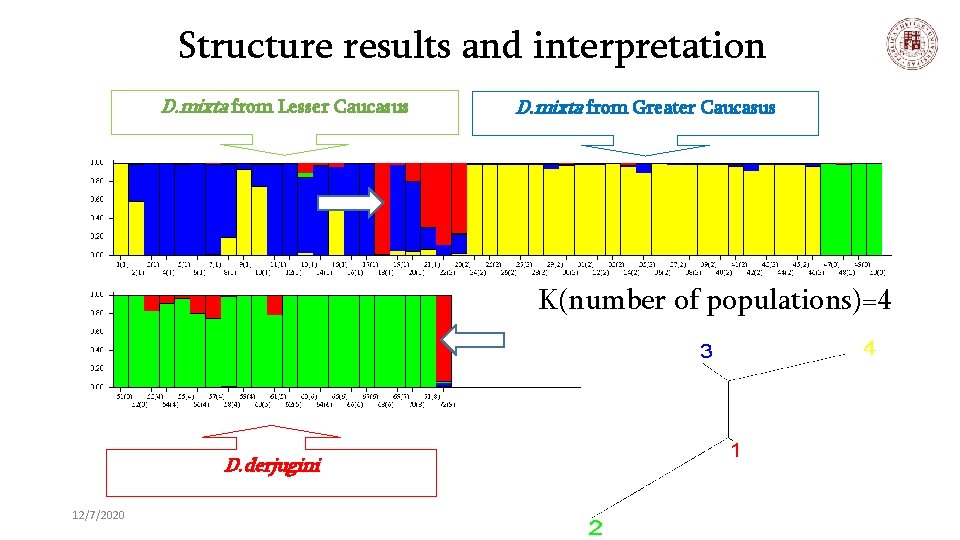 Structure results and interpretation D. mixta from Lesser Caucasus D. mixta from Greater Caucasus