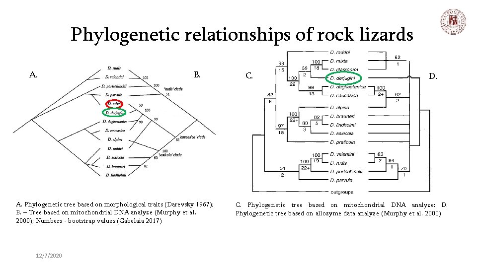 Phylogenetic relationships of rock lizards A. B. A. Phylogenetic tree based on morphological traits